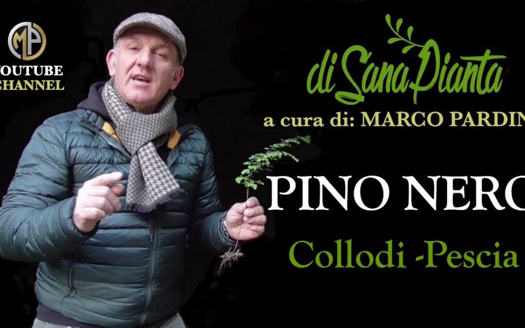PINO NERO d’Austria