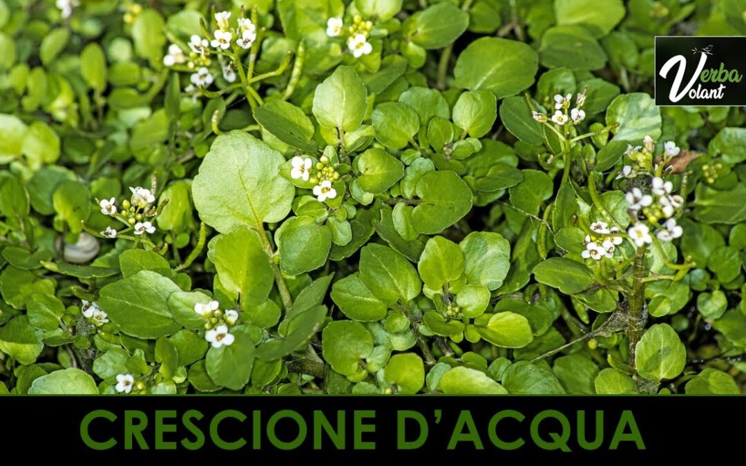 Il Crescione d’Acqua