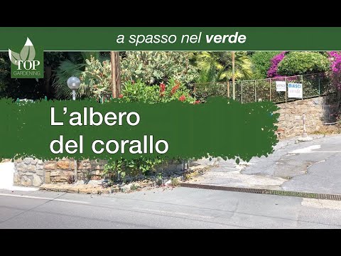 L’albero del Corallo, Erythrina crista-galli della famiglia delle Fabaceae.