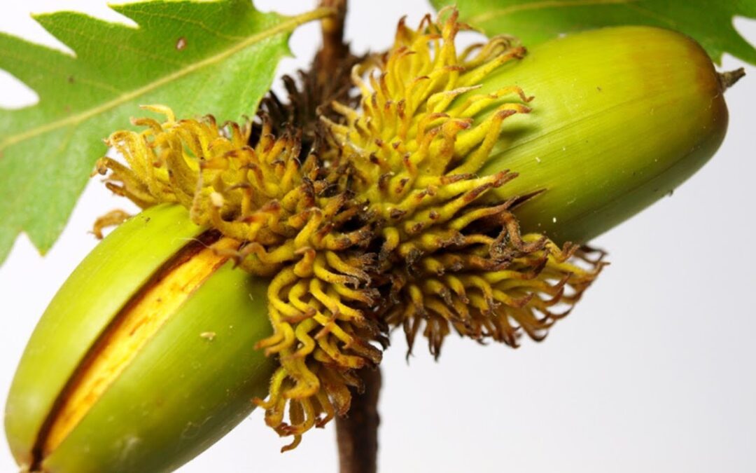 Quercia cerro (Quercus cerris)
